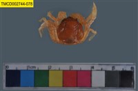 藏品(短指和尚蟹)的圖片